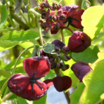 Akébia trojpočetná (Akebia trifoliata) - výška 60-80 cm, kont. C2L
